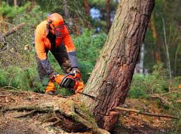 Best Hazardous Tree Removal  in Grand Prairie, TX