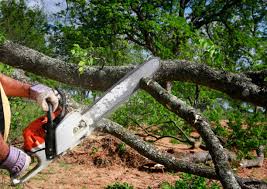 Best Organic Lawn Care Solutions  in Grand Prairie, TX