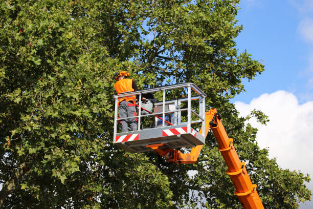 Best Firewood Processing and Delivery  in Grand Prairie, TX