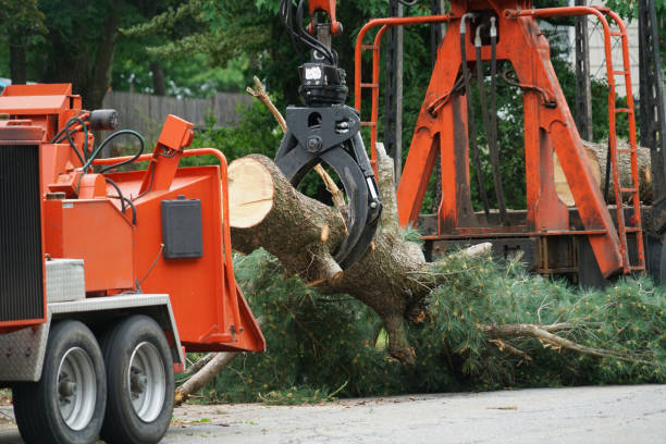 Best Arborist Consultation Services  in Grand Prairie, TX